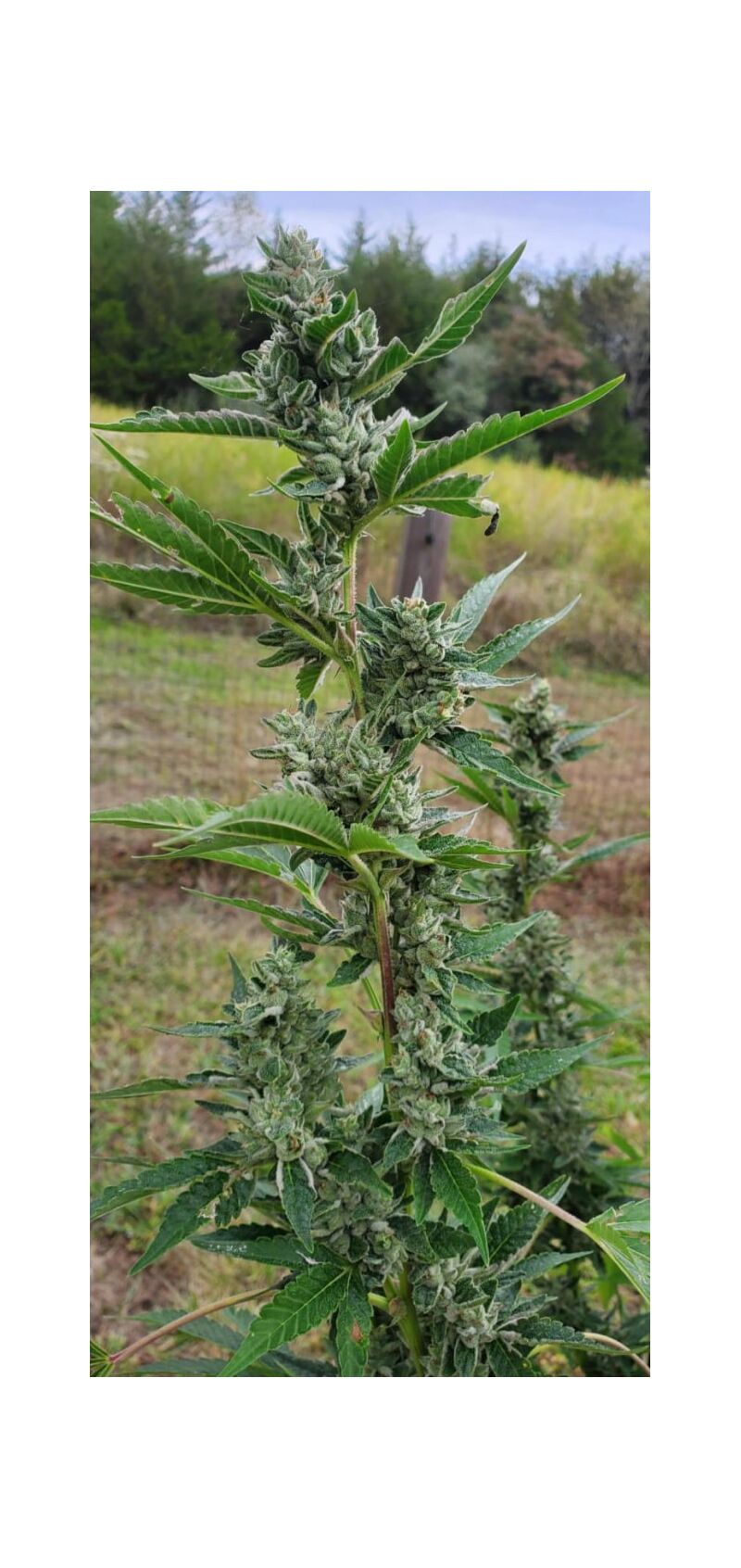 Bigfoot Glue, Фасовка: 3, изображение 3